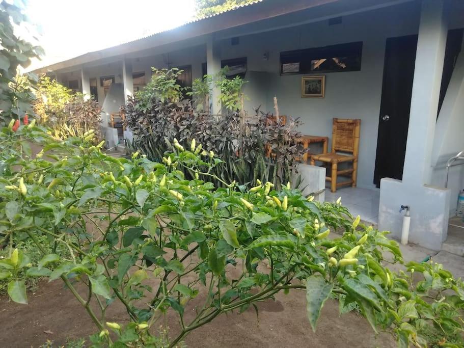Séjour chez l'habitant Mbah Mek Trawangan *